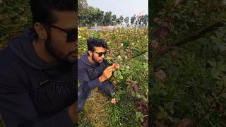 গোলাপের সাগর Rose garden Thakurgaon #shorts