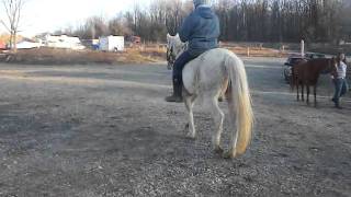 2-20-04 - Grey Arabian type gelding