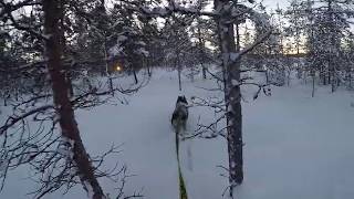 OAC KAR 147 SLIDING SNOWSHOEJORING BACKCOUNTRY SKIING with Siberian husky in Kaamanen, Finland.