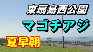 アジマゴチ　浅いとこ　東扇島西公園