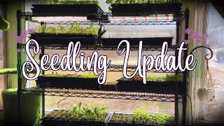 How are the Seedlings doing??  Zone 6 Cottage garden seedling update March 2025