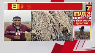 BigStory FollowUp | ବର୍ଷାରେ ବୁଡ଼ିଲା ସୁନାର ଫସଲ | Rain Destroys Crops | PrameyaNews7