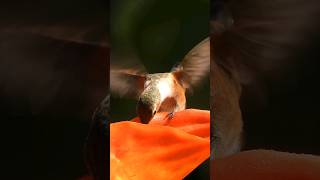 Turn on the sound to hear this hummingbird buzzing #birds #hummingbird