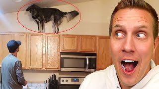 Reason why owning a dog is not easy! - Funny Annoying & Trouble making Animals