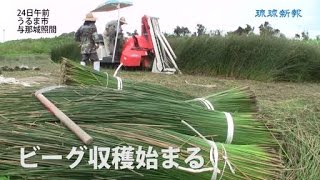 ビーグ青々、夏の香り　うるまで収穫