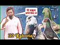 Ashu Chaudhary Bhai Ke Lajwab Kabootar | X Fighter Birds