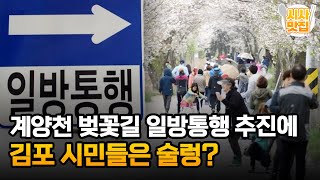 계양천 벚꽃길 일방통행 추진에 김포 시민들은 술렁? / OBS 뉴스오늘