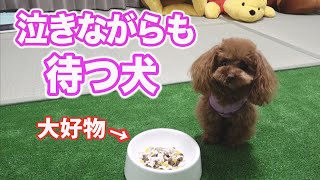 忠犬 【トイプードル】「待て」何分出来る？をやったら予想以上に出来過ぎて泣けたw