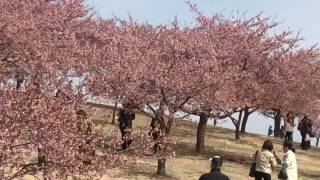 伊勢崎市民の森公園 桜