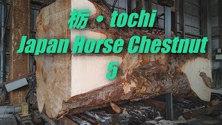 栃・tochi・Japan Horse Chestnut5