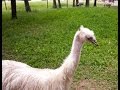 The White Emu of Timbavati Wildlife Park