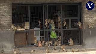Dos mil quinientos monos se adueñan de una ciudad tailandesa