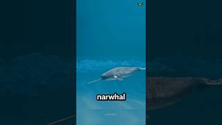 Meet the Narwhal: The Real-Life Unicorn of the Sea With a 3-Meter Long Tusk! | Zain Sheikh