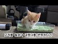 길냥이에서 집냥이 된지 7일째 귀여운 아기고양이 카레 쉬야보면서 졸기