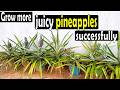 How to grow pineapple in the garden  | Dr. OBi's Garden