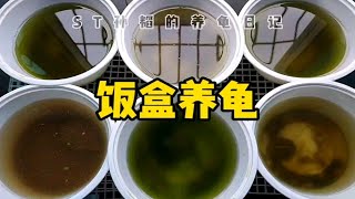 简单省心少花钱，饭盒养龟更新换水多方便