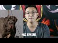 比特犬与“杀人犬”混血后，诞生了巨型猛犬，战斗力强悍