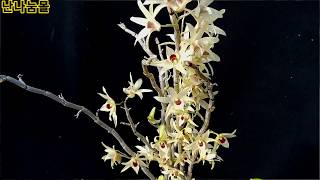 꾀꼬리 같은 꽃 석곡 황조 (黃鳥, 石斛, Dendrobium moniliforme, セッコク, 長生蘭, orchid)