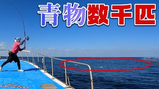 ブリ爆釣!! ナブラと鳥山の真下がどえらい事に…