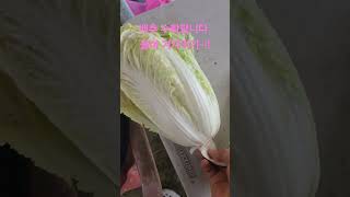 배추 수확합니다 울며 겨자먹기~!! #farming #텃밭정원