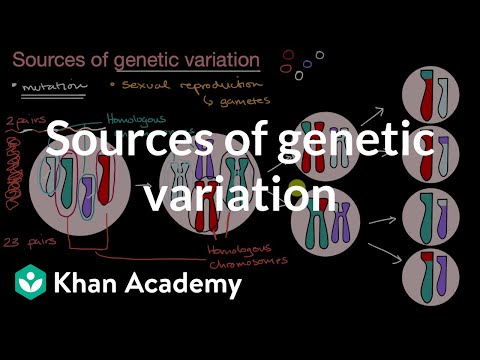 What are the two major sources of heritable genetic variation?