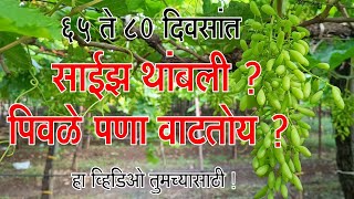 ६५ ते ८० दिवसांत साईझ थांबली ? पिवळे पणा वाटतोय ? हा व्हिडिओ तुमच्यासाठी!।#Doctor_Kisan#grapes#farm।