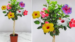 गुड़हल के एक पौधे पर कई रंगों के फूल पाने का सीक्रेट (Hibiscus multipl grafting technique)