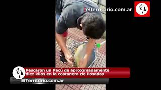 Sacó un Pacú de aproximadamente diez kilos en la costanera de Posadas