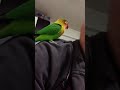 Неразлучник Валера поет трели funny parrots