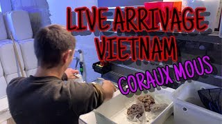 Live : arrivage coraux mous Vietnam @all marine