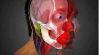 FT- Face Transplant animation film ( detailed) about