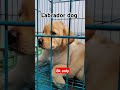 labrador dog serampore pet market pet market pets doglover doglover dogmarketindia rohitdas