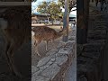 2025年2月19日　宮島　何かに気がつく鹿ちゃん