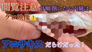 【閲覧注意】【アニサキス】甘鯛 捌いたら内臓は寄生虫だらけだった！小学6年生に甘鯛 松笠揚げ作ってもらった。#アニサキス #寄生虫 #甘鯛 #魚捌き #魚 #天麩羅