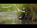 你见过鹦鹉喝水吗？原来 parrots drink water