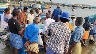 VIZHINJAM ഇന്നത്തെ ലേലം വിളിയിൽ മീൻ ലാഭതിൽ വാങ്ങാം