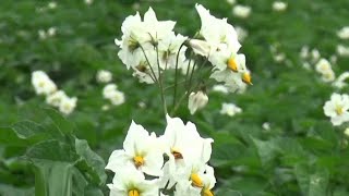 മികച്ച വിളവ് നൽകി ഉരുളക്കിഴങ്ങ് കൃഷി Marayoor Potato farm