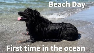 Dog Beach Day | Florida Dog Friendly Beach: Brohard Paw Park, Venice Florida