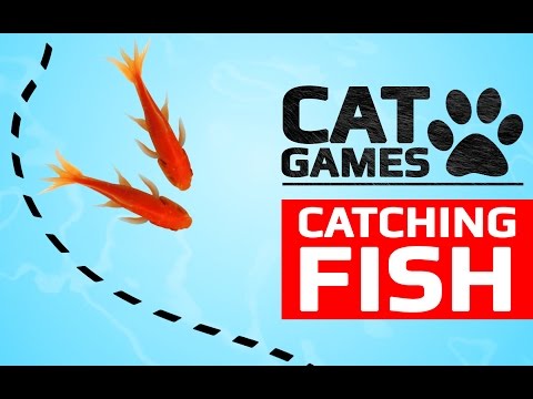 Cat Games Catching Fish Videos For Cats To Watch Cat Games Catching Fish Videos For Cats To Watch