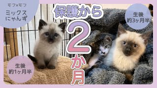 #16 【総集編】1匹目の保護から2匹の子猫が出会うまでの奇跡