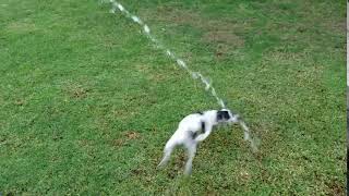 Fur Baby Babysitting - Water fun on a hot day