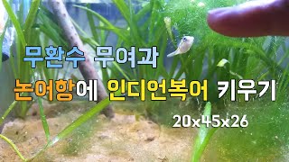 논어항 #2 무환수 무여과  / 7개월차  -인디언복어 키우기 - 재첩 무무항