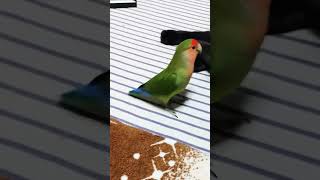 猫パンチに立ち向かうコザクラインコ😅　でも大好き💕なんです💓