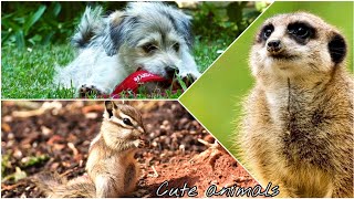 Full HD Animals Video 2021| cute pets|cute animals &meditation music