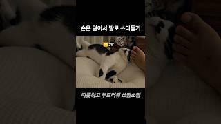 부들부들 따뜻한 고양이 얼굴 발로 쓰다듬기 #shorts #catlover #catlife #cutecat #고양이브이로그 #고양이일상 #육묘일기