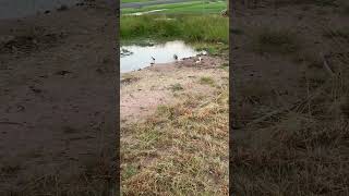 3 baby #plover with there parents #australianwildlife #frasercoast #wildlife #birds