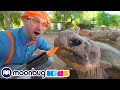 Blippi Visita Un Zoológico - Vídeos Educativos | @blippiespanol | Moonbug Kids En Español
