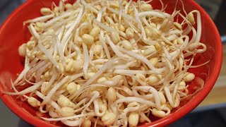 เพาะถั่วงอกไว้กินเอง​ How​ to grow bean sprouts comment faire pousser des germes de Soja