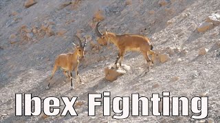 Ibex Fighting in Ein Gedi / יעלים בשמורת עין גדי