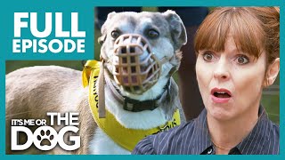 Dog Bullies Sibling And Is A Nightmare on Walks | Full Episode | It's Me or the Dog